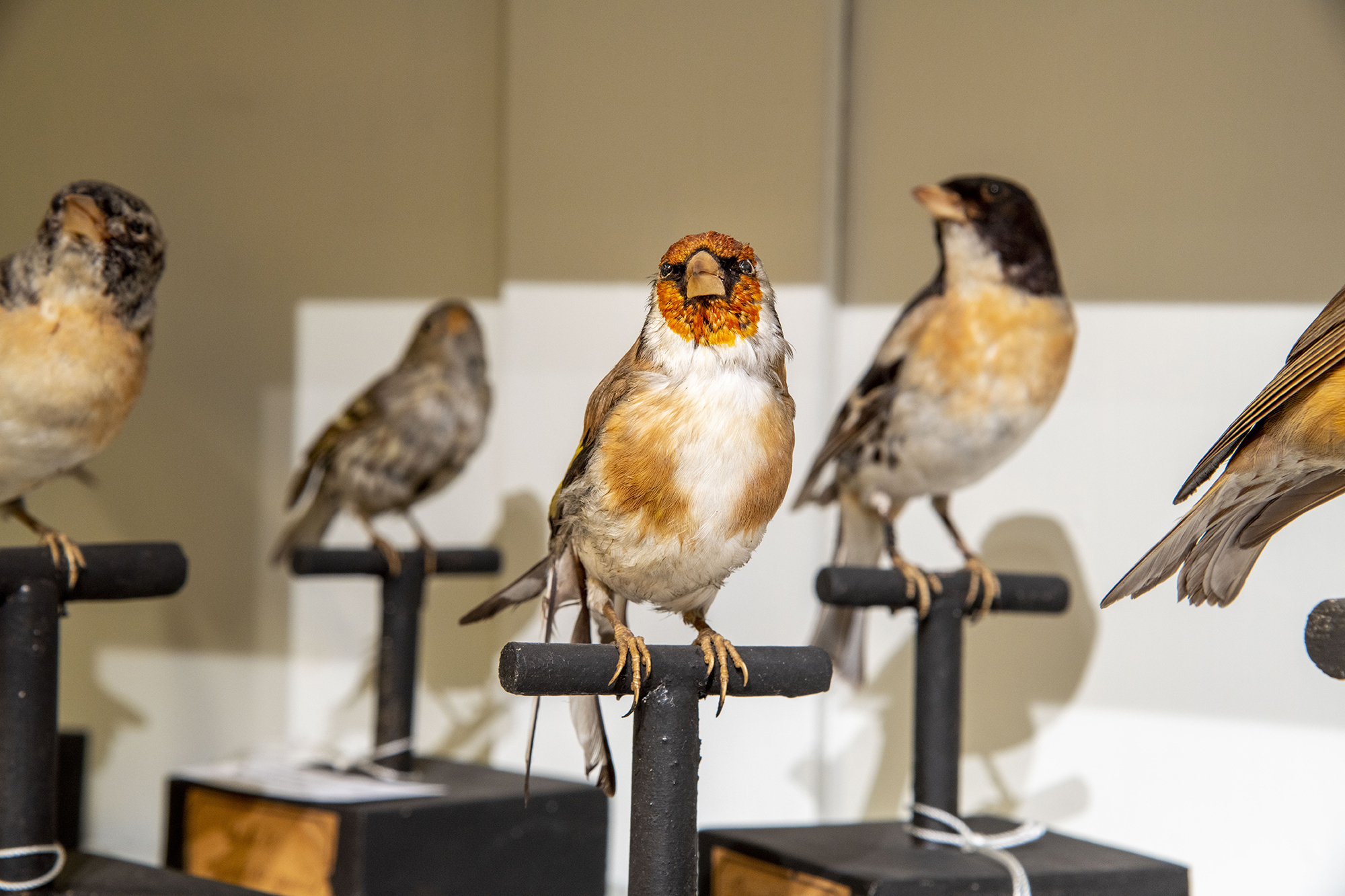 bilde av utstoppede fugler
